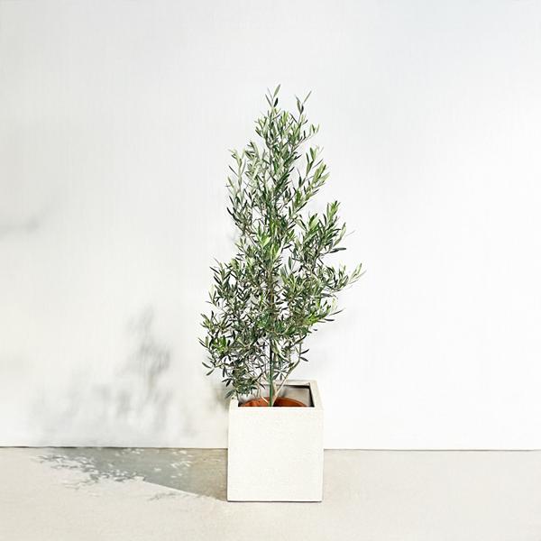 オリーブ オリーブの木 観葉植物 10号 大型 キューブ型 高級鉢カバー付