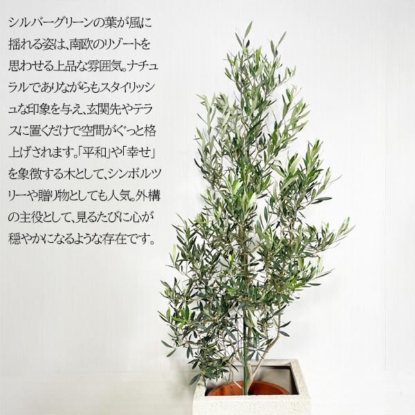 オリーブ オリーブの木 観葉植物 10号 大型 キューブ型 高級鉢カバー付