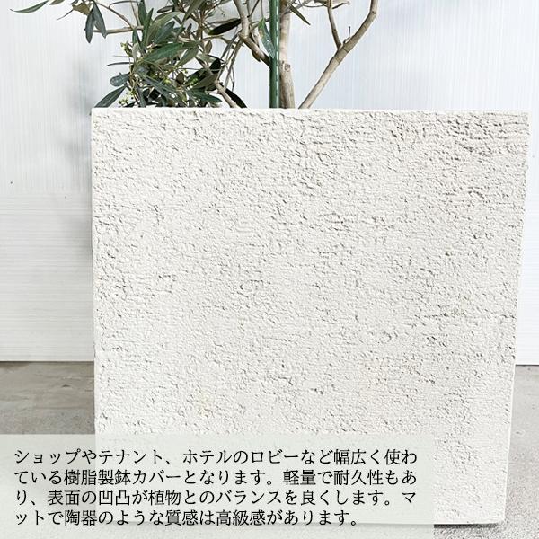 オリーブ オリーブの木 観葉植物 10号 大型 キューブ型 高級鉢カバー付
