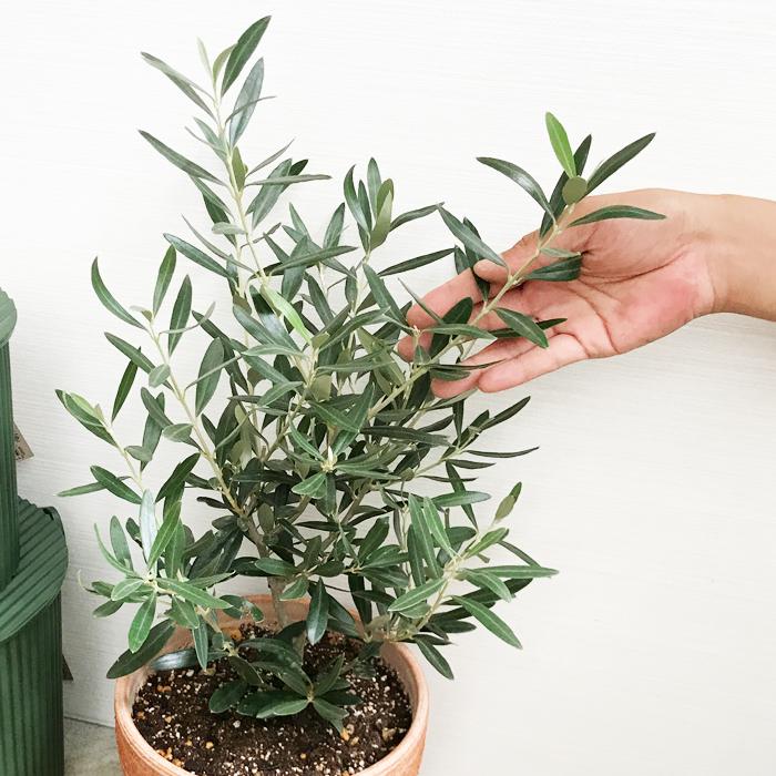 オリーブ イタリア製テラコッタ鉢植え オリーブの木 観葉植物 自宅用