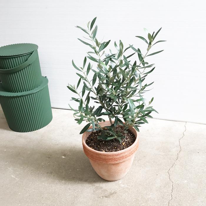 オリーブ イタリア製テラコッタ鉢植え オリーブの木 観葉植物 自宅用