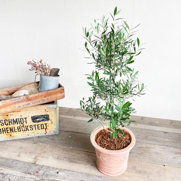 オリーブ テラコッタ鉢植え 素焼き鉢 送料無料 オリーブの木 観葉植物 鉢植え Orive8touki 観葉植物のパーフェクトグリーン 通販 Yahoo ショッピング