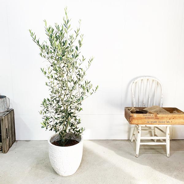 オリーブ ホワイトテラコッタ鉢植え 素焼き鉢 送料無料 オリーブの木 観葉植物 庭木 鉢植え 春夏新作