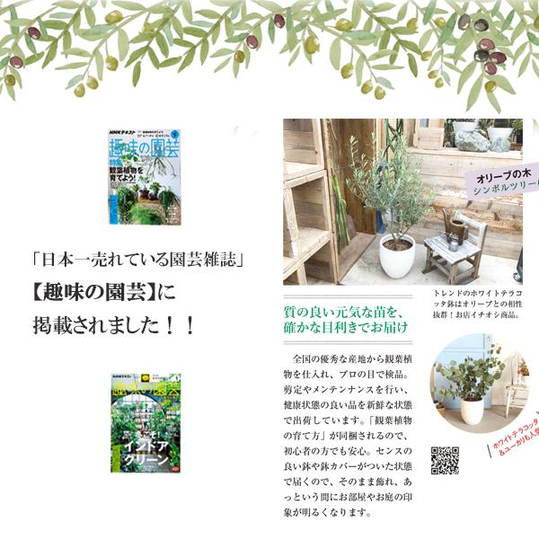 オリーブの木と植木鉢（陶器の植木鉢は売り物ではございません。） オリーブの木 オリーブ 鉢植え テラコッタ鉢植え 素焼き鉢 送料無料