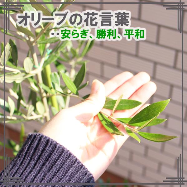 オリーブ オリーブの木 キューブホワイト鉢植え 送料無料 育てやすい