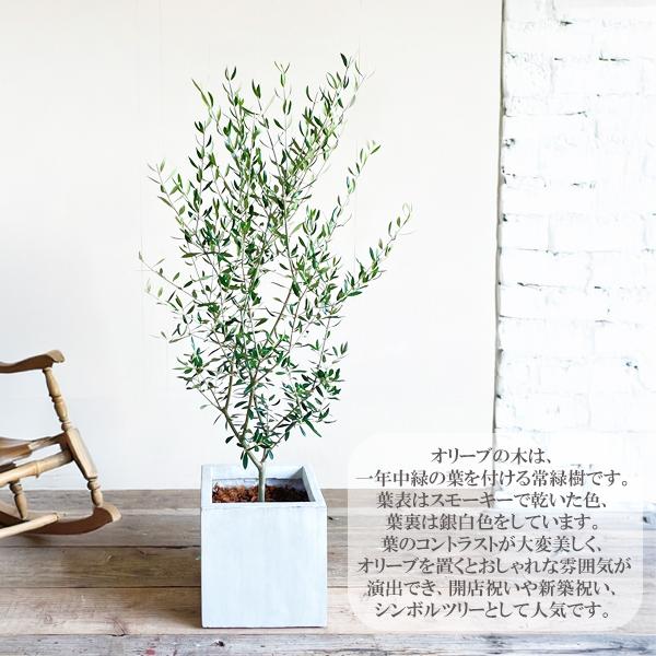 オリーブの木 約1.2m 生育中 白ポット オリーブの木 約1.2m 生育中 白ポット