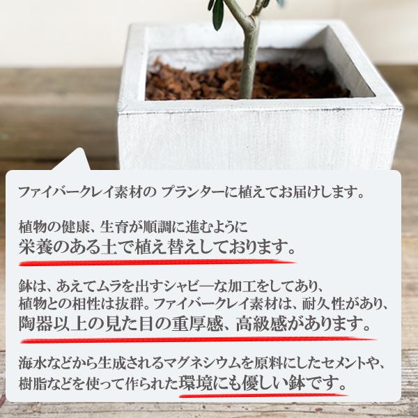 オリーブ オリーブの木 キューブホワイト鉢植え 送料無料 育てやすい