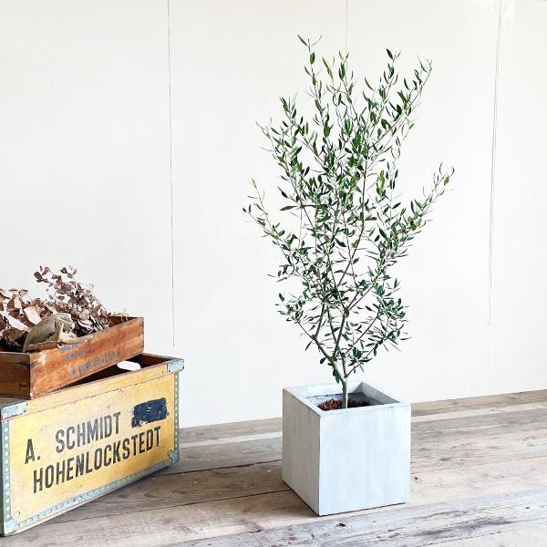 オリーブの木 ホワイト 8号 約160cm K-201 一点物 希少品種 オリーブの