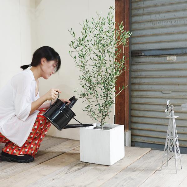 オリーブ オリーブの木 キューブホワイト鉢植え 送料無料 育て