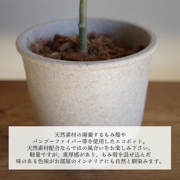 オリーブの木 選べる鉢カラー 平和の木 送料無料 サスティナ オリーブの木 選べる鉢カラー 平和の木 送料無料 サスティナ