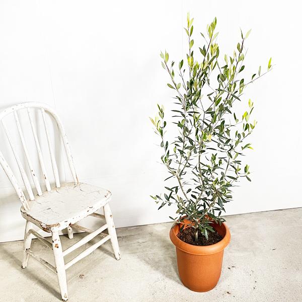オリーブ 送料無料 オリーブの木 観葉植物 庭木 鉢植え お買い得 即日
