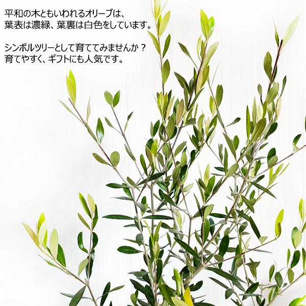 オリーブ 送料無料 オリーブの木 観葉植物 庭木 鉢植え お買い得 即日