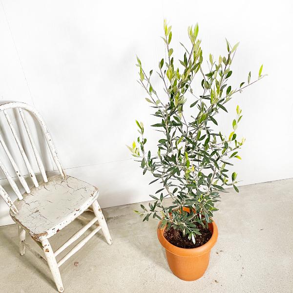 【引取り限定】オリーブの木　観葉植物　京都市内 オリーブ 送料無料 オリーブの木 観葉植物 庭木 鉢植え お買い得 即日