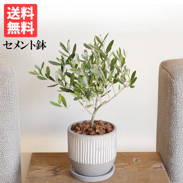 オリーブの木 縦ラインセメント鉢 送料無料 鉢植え 観葉植物 おしゃれ