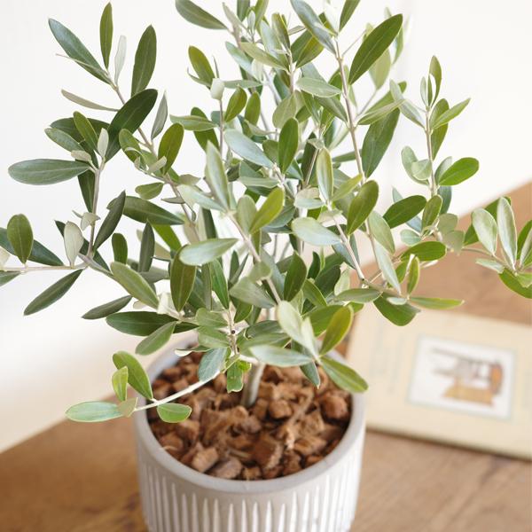 オリーブの木 縦ラインセメント鉢 送料無料 鉢植え 観葉植物 おしゃれ