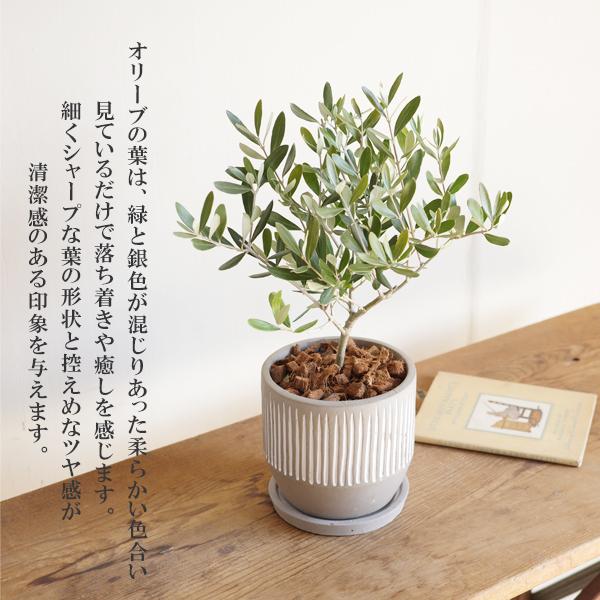 オリーブの木 縦ラインセメント鉢 送料無料 鉢植え 観葉植物 おしゃれ