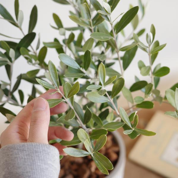 オリーブの木 縦ラインセメント鉢 送料無料 鉢植え 観葉植物 おしゃれ