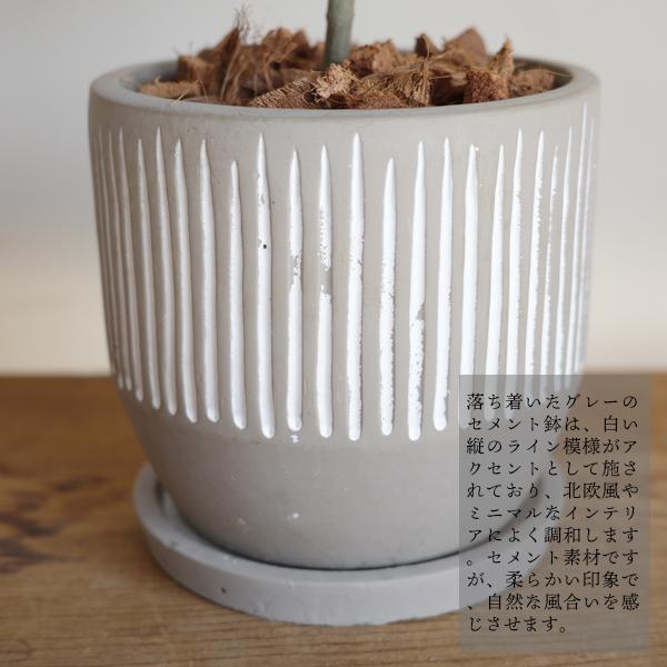 オリーブの木 縦ラインセメント鉢 送料無料 鉢植え 観葉植物 おしゃれ