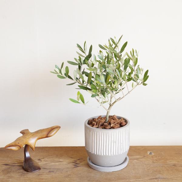 オリーブの木 縦ラインセメント鉢 送料無料 鉢植え 観葉植物 おしゃれ
