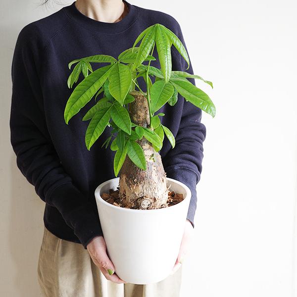 育てるパキラ ぷっくら幹 パキラ朴仕立て 幹太 観葉植物 パキラ 中型