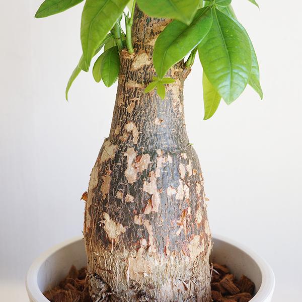 育てるパキラ ぷっくら幹 パキラ朴仕立て 幹太 観葉植物 パキラ