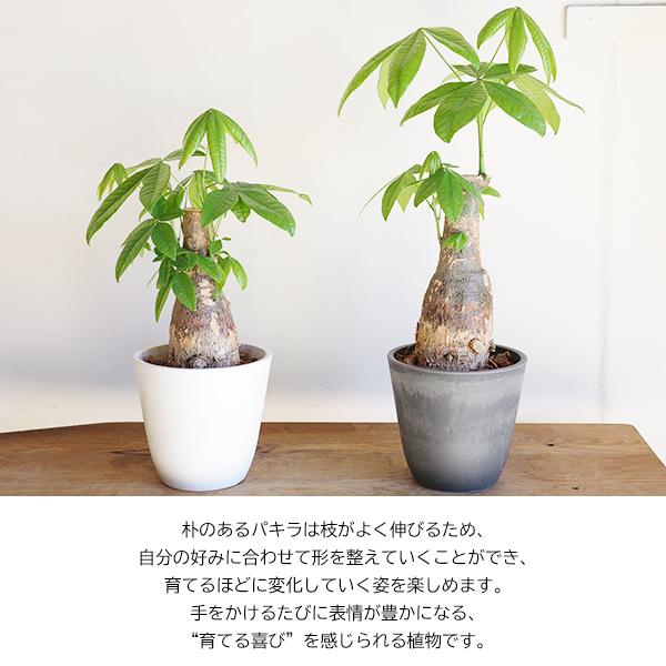 樹形◎ 幹太　パキラ　７号 育てるパキラ ぷっくら幹 パキラ朴仕立て 幹太 観葉植物 パキラ 中型