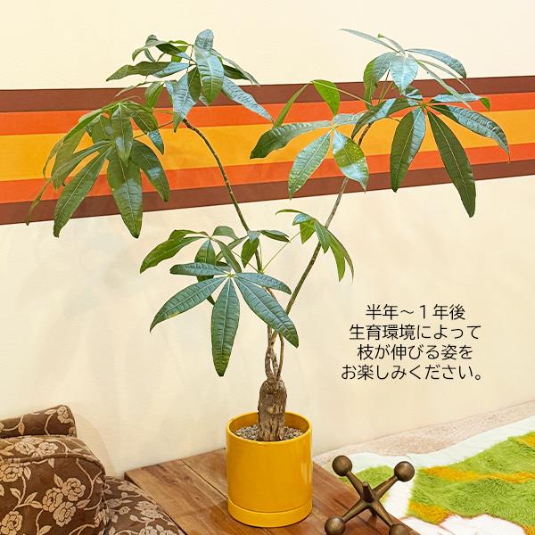 育てるパキラ ぷっくら幹 パキラ朴仕立て 幹太 観葉植物 パキラ 中型
