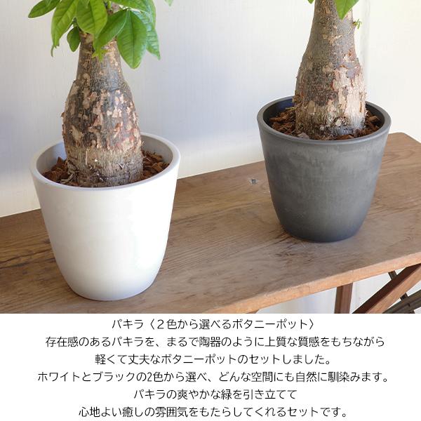 育てるパキラ ぷっくら幹 パキラ朴仕立て 幹太 観葉植物 パキラ 中型