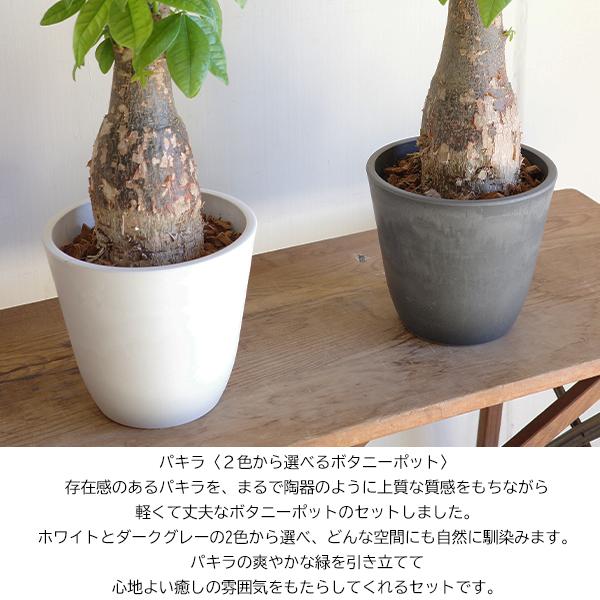 育てるパキラ ぷっくら幹 パキラ朴仕立て 幹太 観葉植物 パキラ 中型