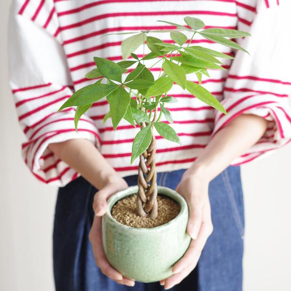 パキラ ミニ 編み グリーンアンティークテラコッタ鉢植え 卓上サイズ