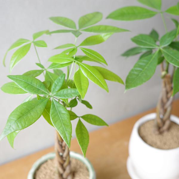 パキラ ミニ 編み グリーンアンティークテラコッタ鉢植え 卓上サイズ