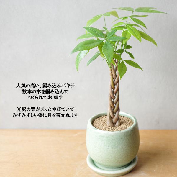 パキラ ミニ 編み グリーンアンティークテラコッタ鉢植え 卓上サイズ