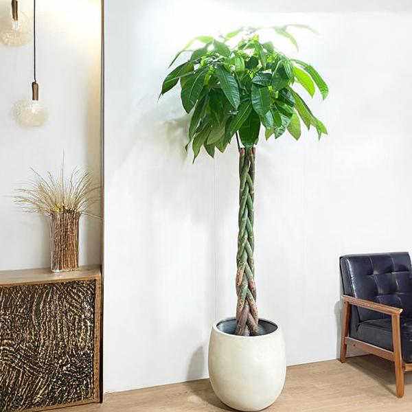 パキラ 観葉植物 10号 大型 バルーン型 高級鉢カバー付