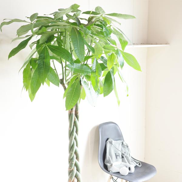 パキラ 観葉植物 10号 大型 バルーン型 高級鉢カバー付 アイボリー 鉢