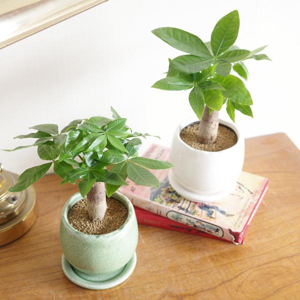 パキラ ミニ おしゃれ ホワイト グリーン アンティークテラコッタ