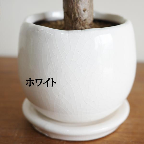 パキラ 観葉植物 白い陶器鉢 約185cm
