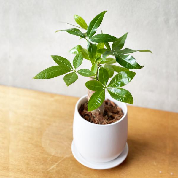 パキラ ミニ おしゃれ 白色陶器鉢植え 卓上サイズ 観葉植物 金のなる木