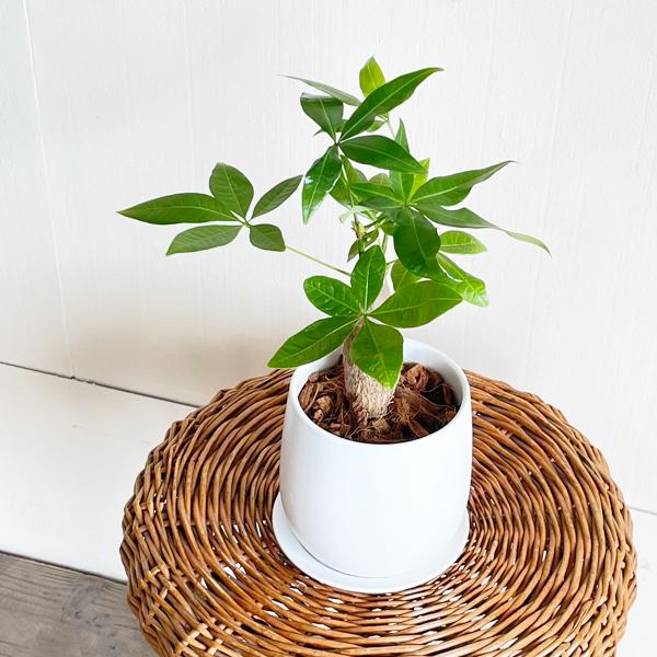パキラ 観葉植物 白い陶器鉢 約185cm