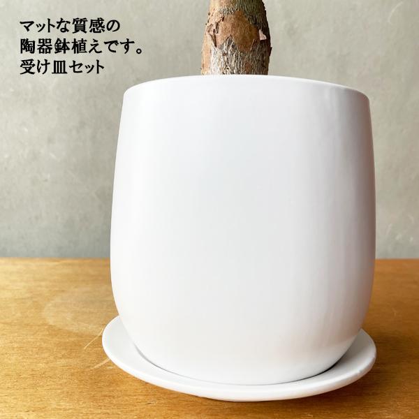 パキラ ミニ おしゃれ 白色陶器鉢植え 卓上サイズ 観葉植物 金のなる木