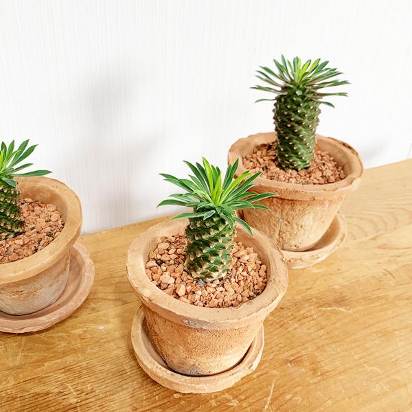 パイナップルコーン テラコッタ鉢植え 蘇鉄麒麟 ソテツキリン パイナップルコーン テラコッタ鉢植え 蘇鉄麒麟 ソテツキリン