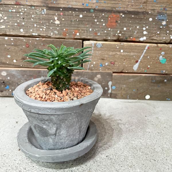 パイナップルコーン グレーテラコッタ鉢植え 蘇鉄麒麟 ソテツキリン ユーフォルビア 観葉植物 多肉植物 サボテン 送料無料 卓上 即日出荷 Painbktera 観葉植物のパーフェクトグリーン 通販 Yahoo ショッピング