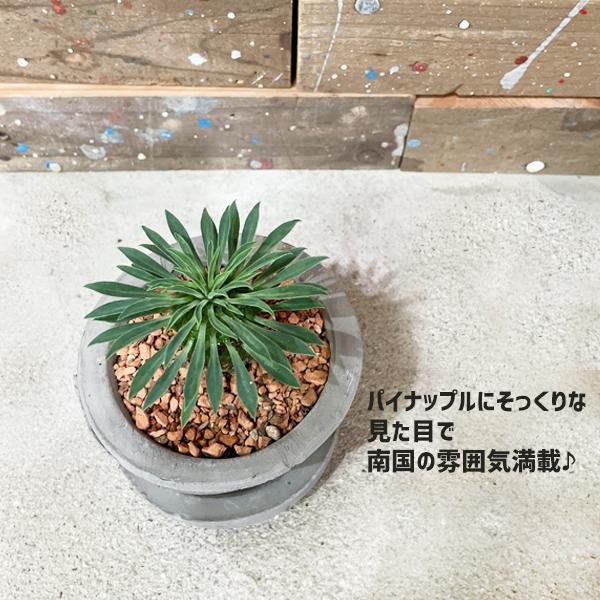 パイナップルコーン グレーテラコッタ鉢植え 蘇鉄麒麟 ソテツキリン ユーフォルビア 観葉植物 多肉植物 サボテン 送料無料 卓上 即日出荷 Painbktera 観葉植物のパーフェクトグリーン 通販 Yahoo ショッピング