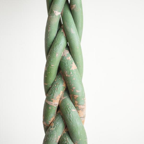 パキラ 観葉植物 10号 大型 金のなる木 おしゃれ 鉢植え 本物