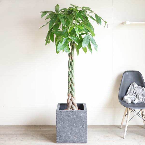 CURVE 01 （4~9号 6点セット） 大型 植木鉢 パキプス