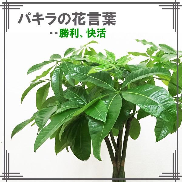 パキラ 観葉植物 10号 大型 キューブ型 高級鉢カバー付 ブラック 鉢