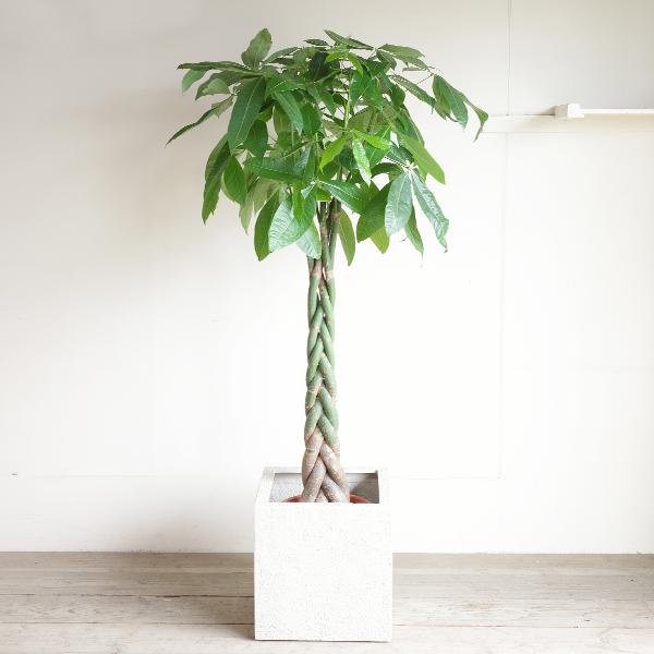 大型！【引取限定】パキラ 観葉植物 パキラ 観葉植物 10号 大型 キューブ型 高級鉢カバー付 アイボリー 鉢