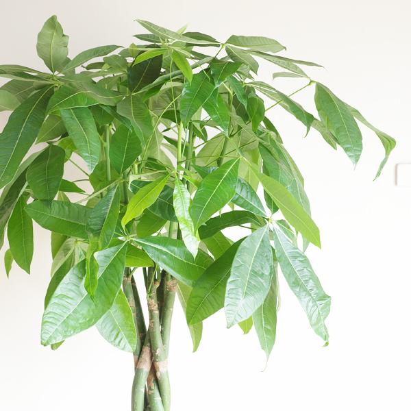 パキラ 観葉植物 10号 大型 鉢カバー付き やわらかいかご 金のなる木 おしゃれ 鉢植え 本物 大きい_2