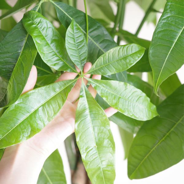 パキラ 観葉植物 10号 大型 鉢カバー付き やわらかいかご 金のなる木 おしゃれ 鉢植え 本物 大きい_4