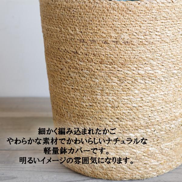 パキラ 観葉植物 10号 大型 鉢カバー付き やわらかいかご 金のなる木 おしゃれ 鉢植え 本物 大きい_8