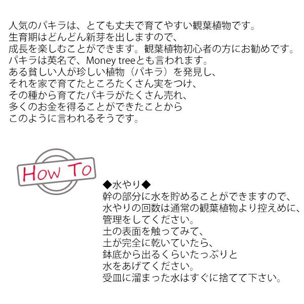 パキラ 観葉植物 10号 大型 鉢カバー付き やわらかいかご 金のなる木 おしゃれ 鉢植え 本物 大きい_9